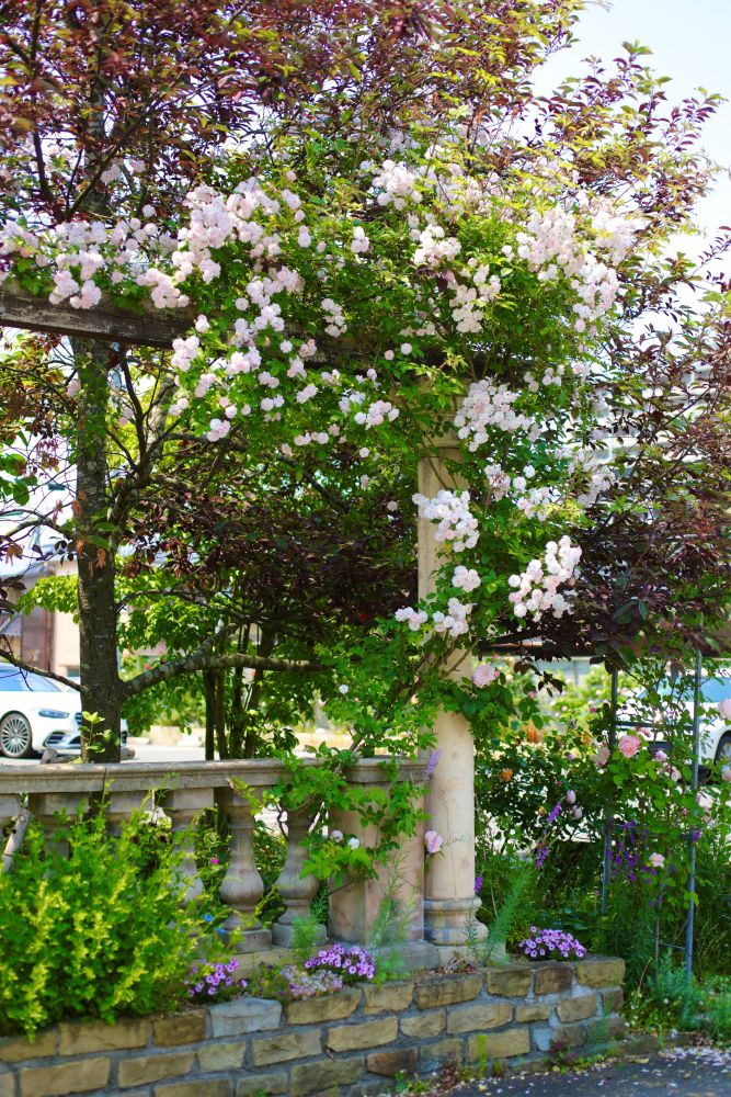 プルヌス・バージニアナ‘ベイリーズセレクト’の銅葉