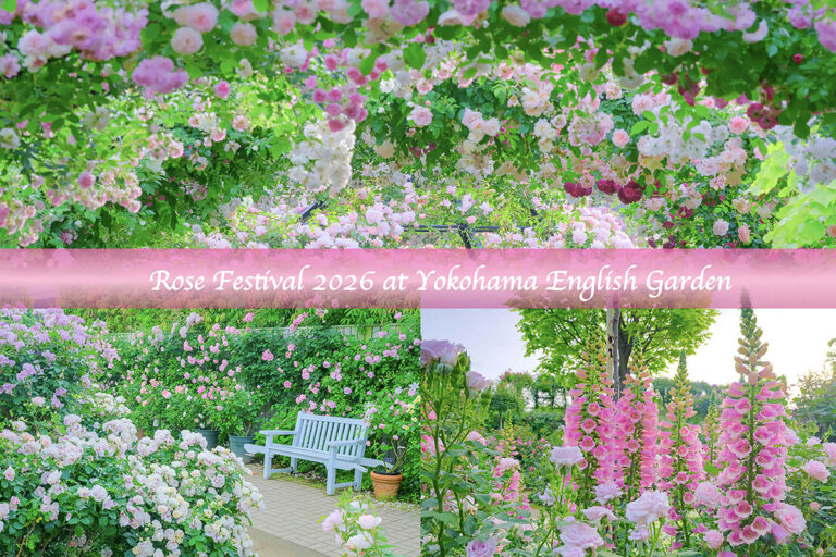 【圧倒的絶景】2,200品種のバラが咲き誇る！ 横浜で体験する非日常の癒やし空間