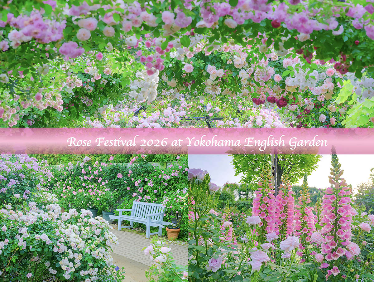 【圧倒的絶景】2,200品種のバラが咲き誇る！ 横浜で体験する非日常の癒やし空間