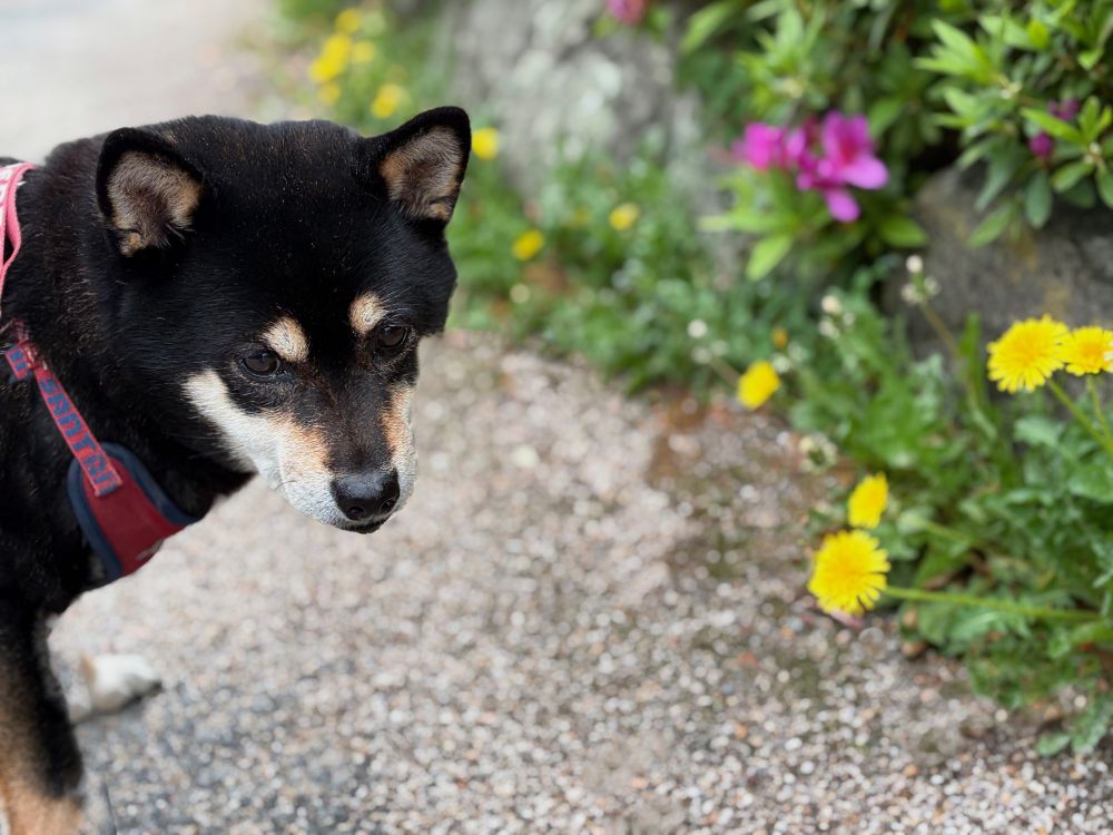 タンポポと愛犬