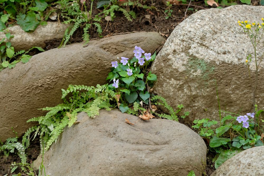 タチツボスミレ