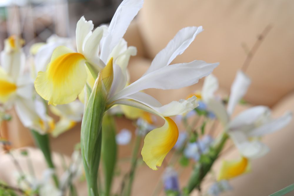 ダッチアイリス