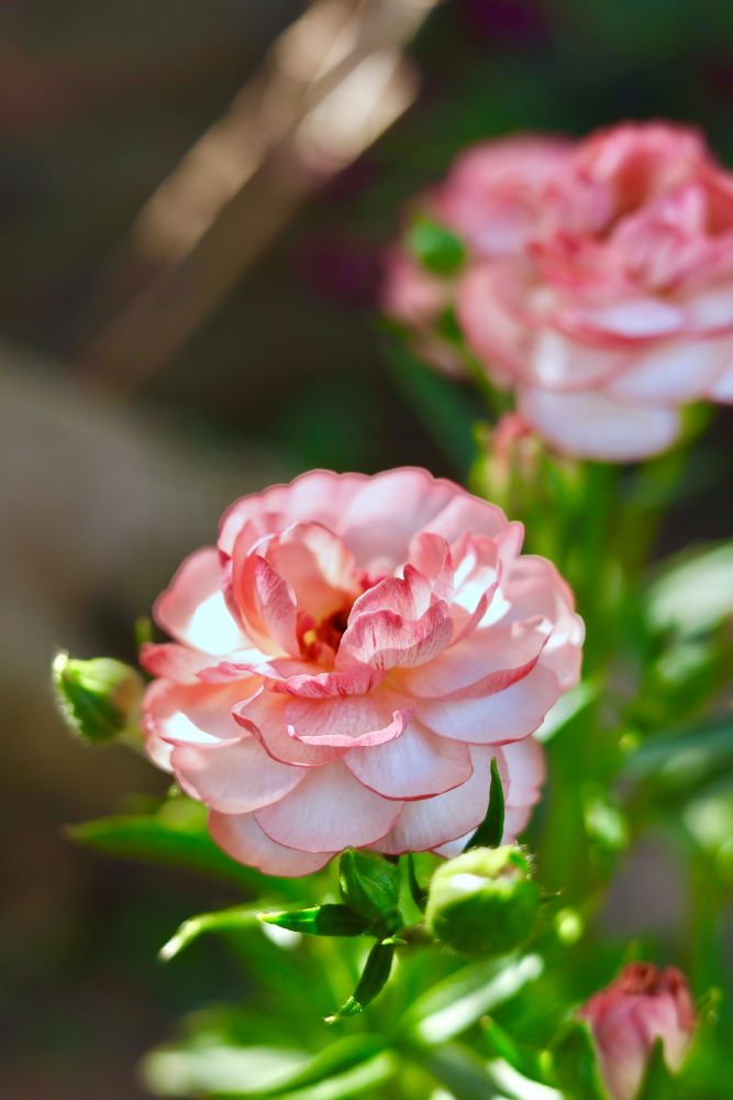 ラナンキュラス・ラックス