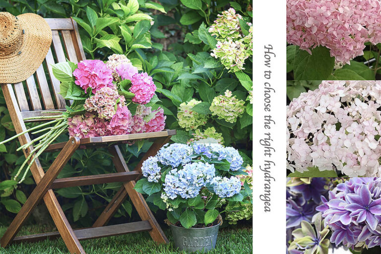 【今が植え時】日陰でも育つ？ 庭の主役にしたい「西洋アジサイ＆アナベル」正しい選び方と育て方