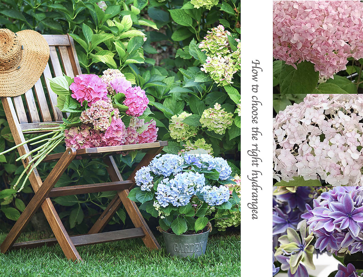 【今が植え時】日陰でも育つ？ 庭の主役にしたい「西洋アジサイ＆アナベル」正しい選び方と育て方