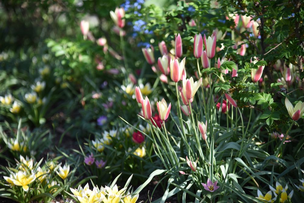 原種系チューリップのツリパ・クルシアナ・シンシア