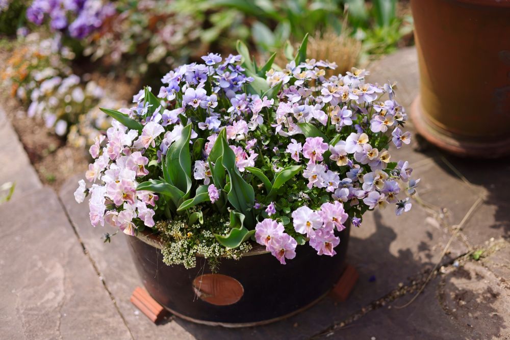 パンジーとチューリップ