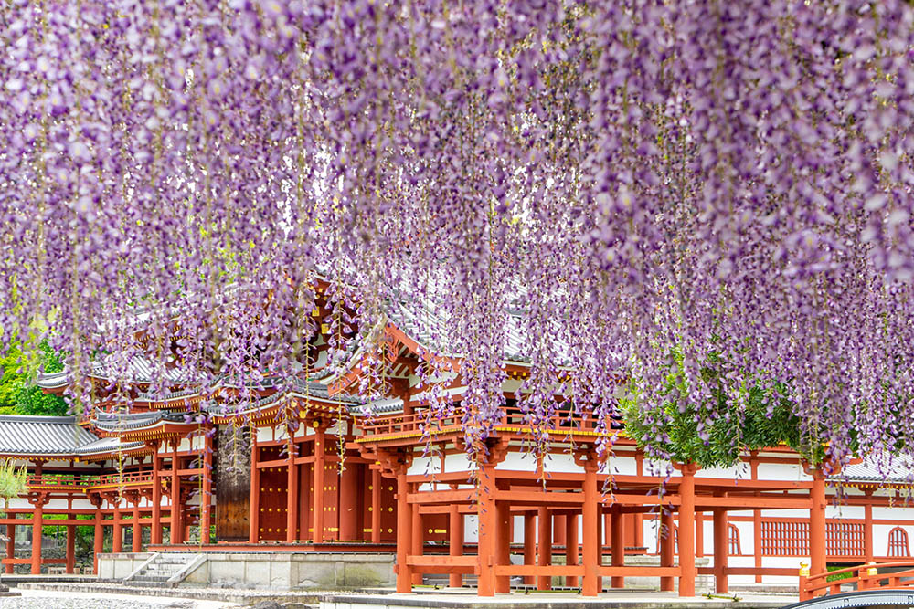 世界遺産「平等院」の藤棚