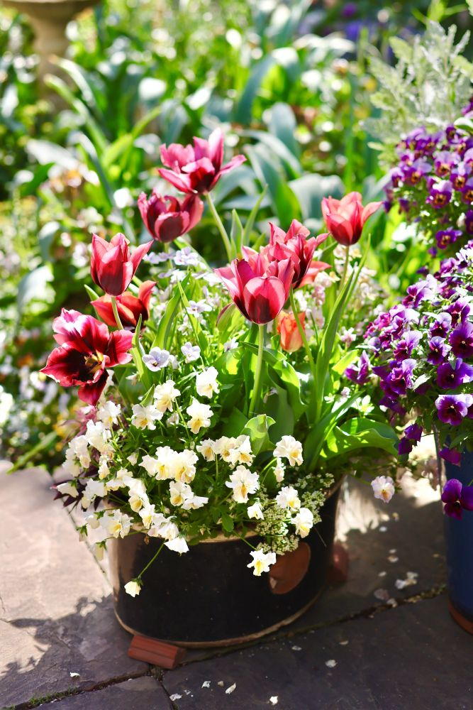 パンジーとチューリップ