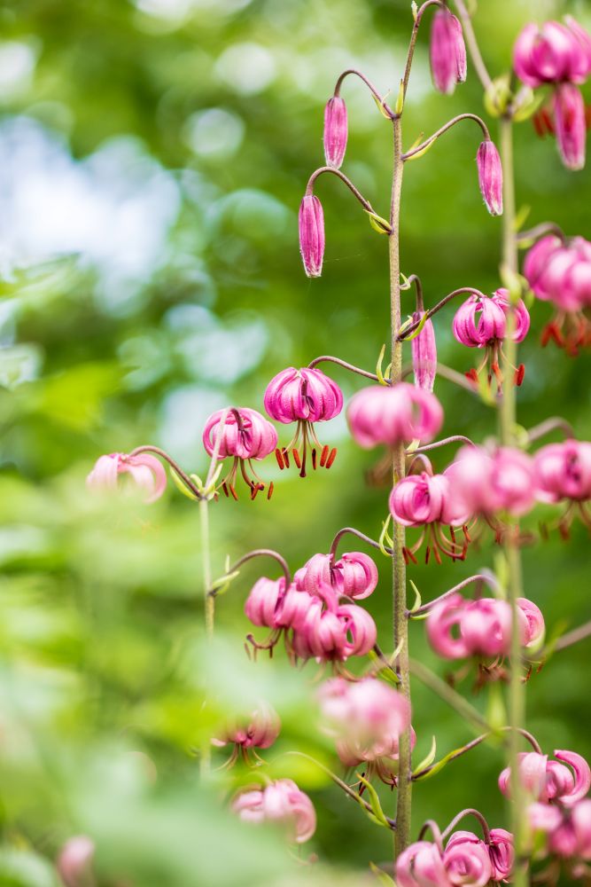 マルタゴンリリー