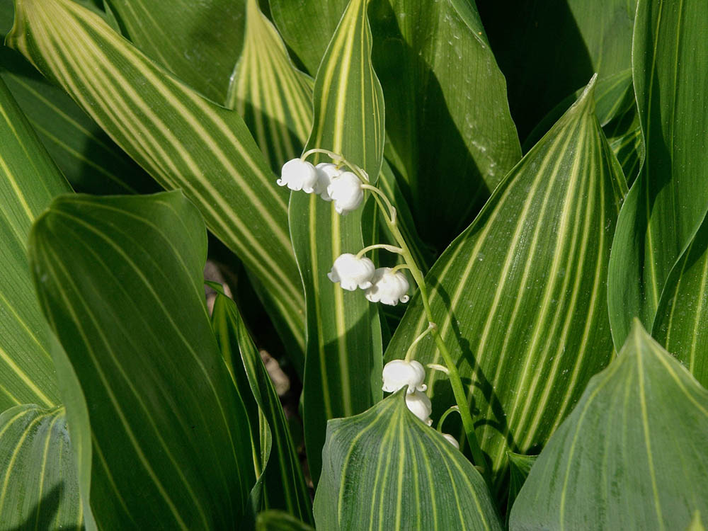 ‘アルボストリアタ