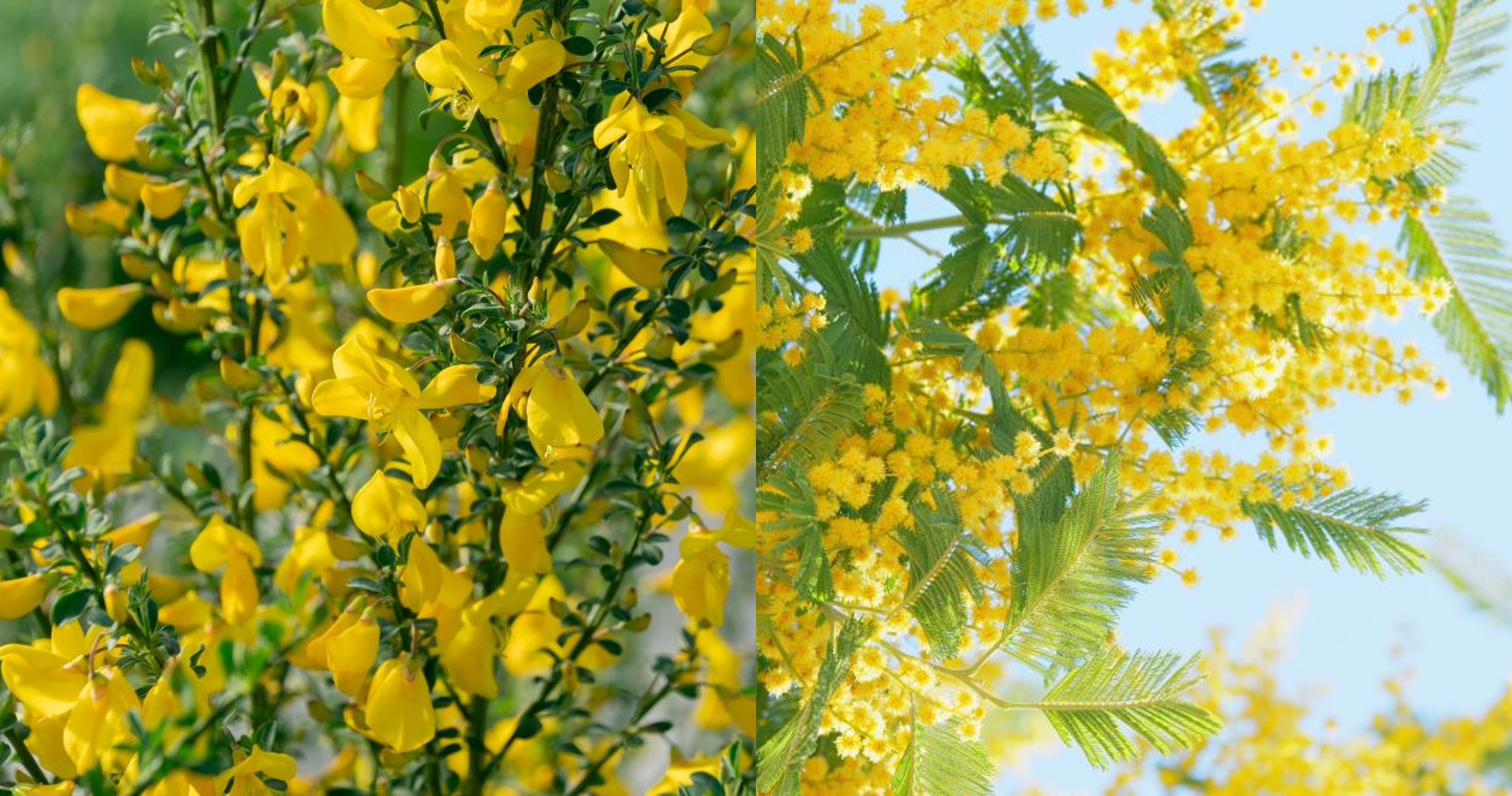 エニシダとミモザ