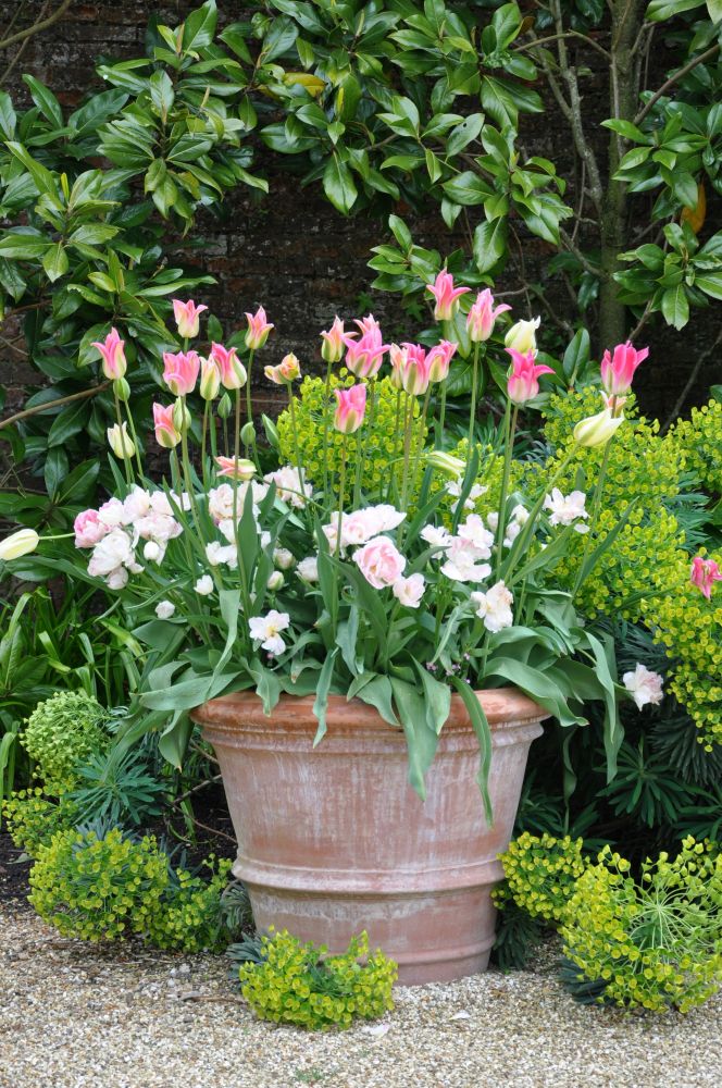 チューリップの寄せ植え