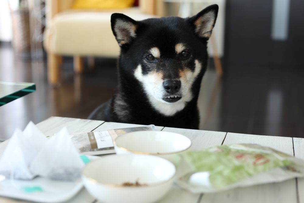 タンポポ