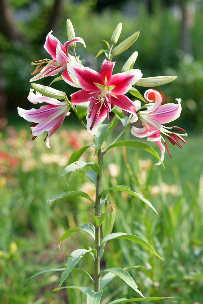 OTハイブリッド