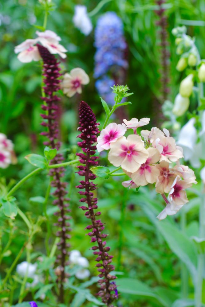 フロックス‘チェリーキャラメル’とリシマキア・アトロプルプレア‘ボジョレー’