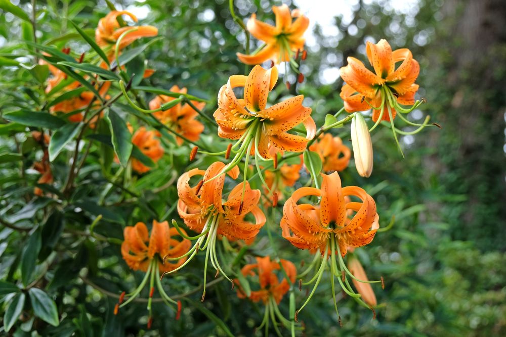 キカノコユリ　Lilium henryi