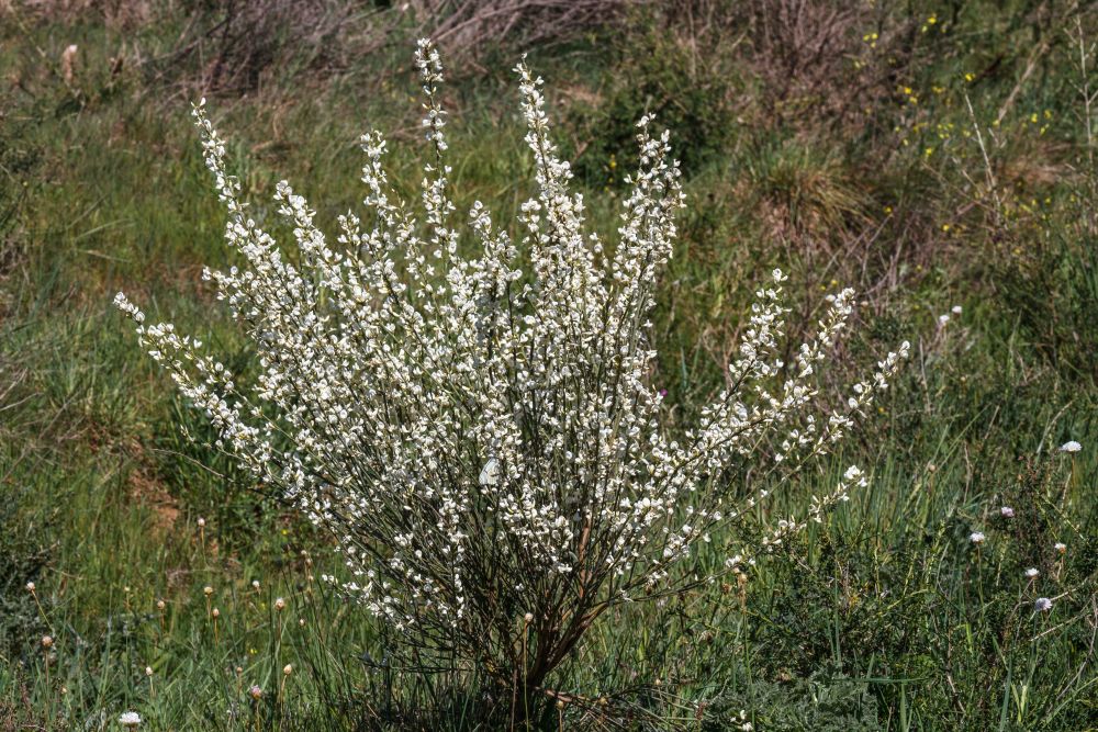 シロバナエニシダ