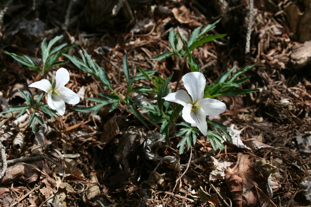 エイザンスミレ