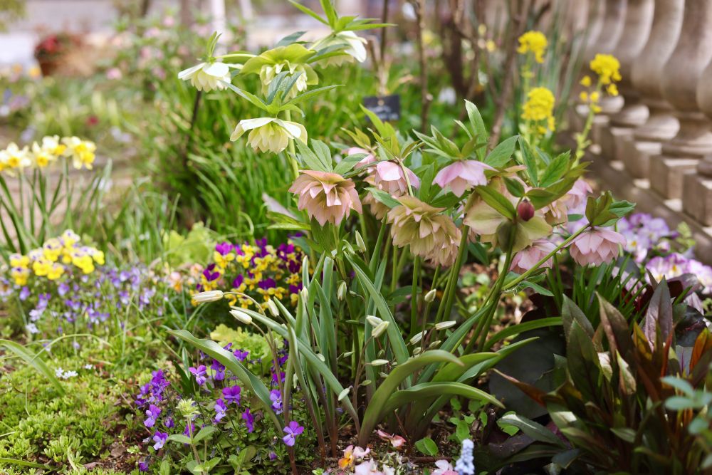 クリスマスローズ