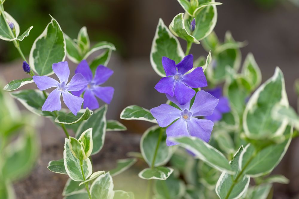 斑入りのツルニチニチソウ