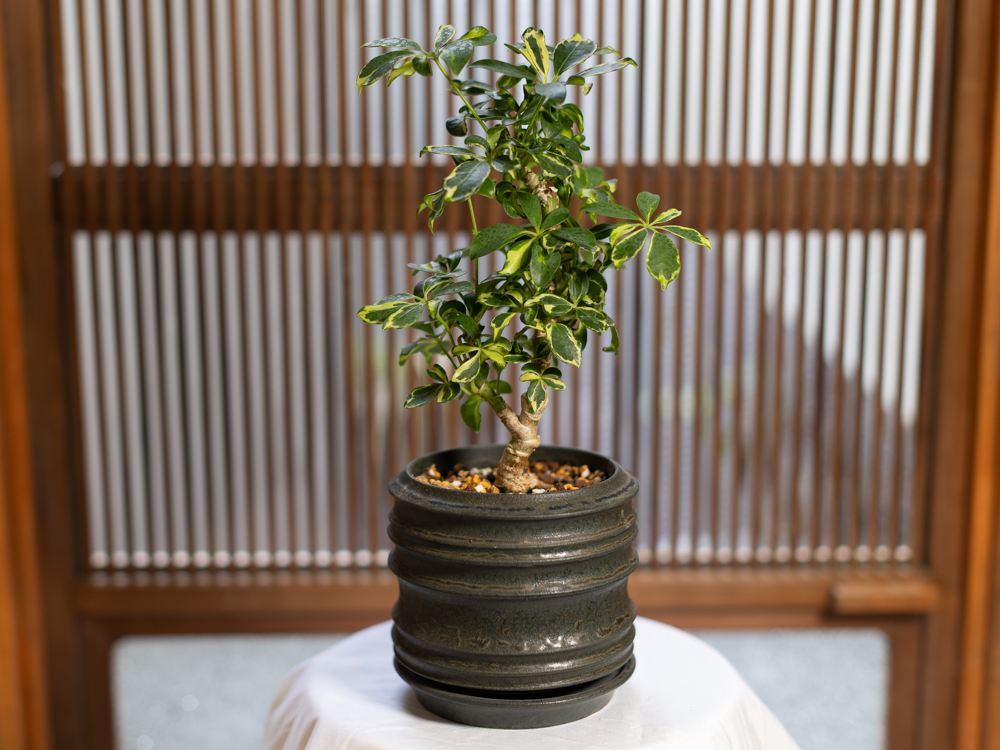 シェフレラ・ソフィア