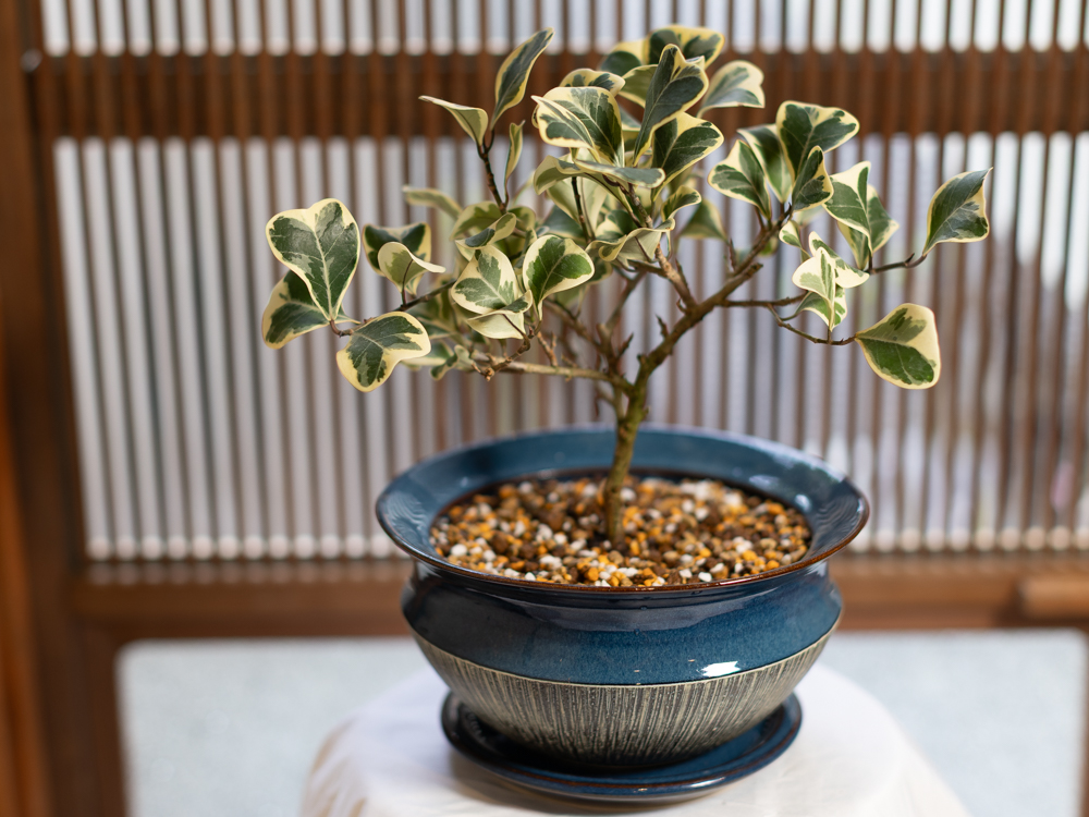 フィカス・スウィートハート