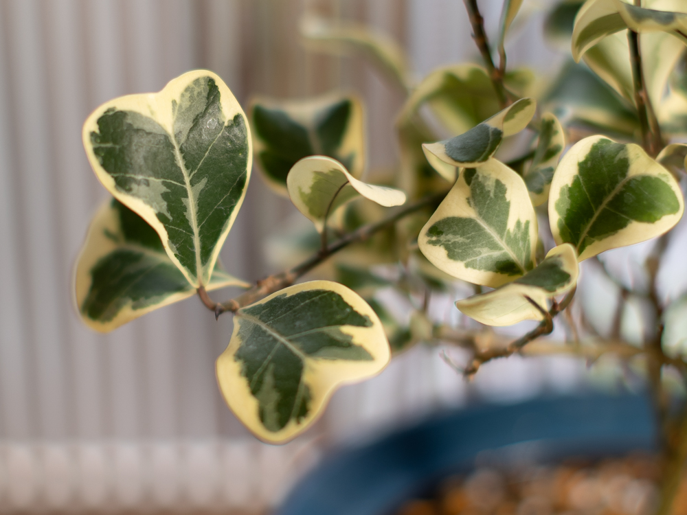 フィカス・スウィートハート