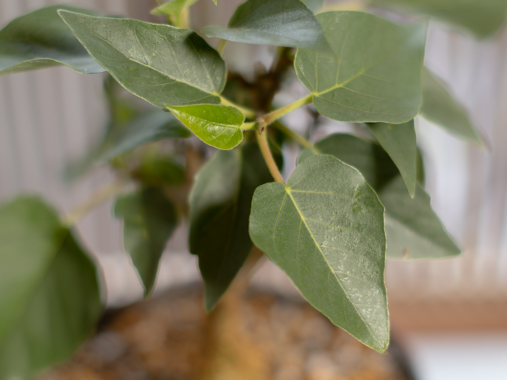 フィカス・パルメリー