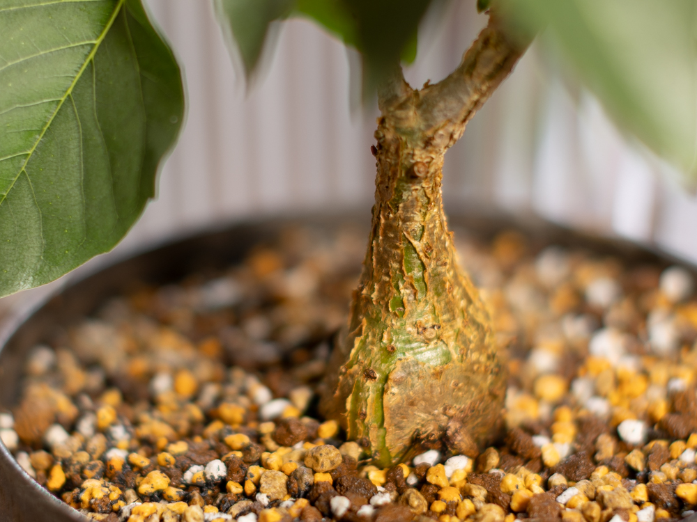 フィカス・パルメリー