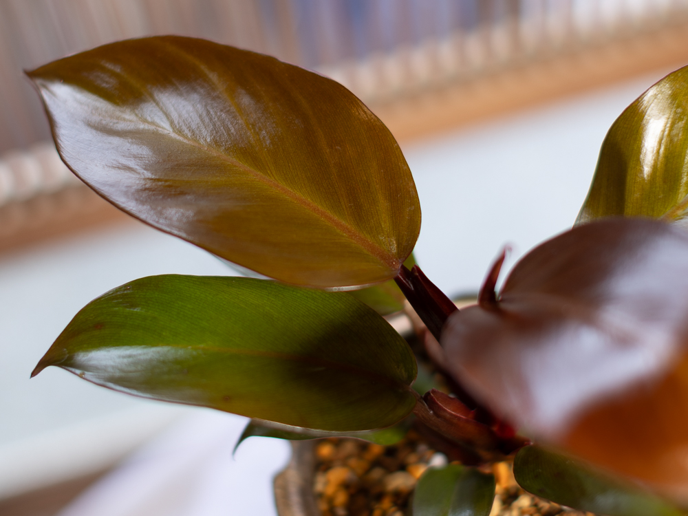 フィロデンドロン・レッドムーン