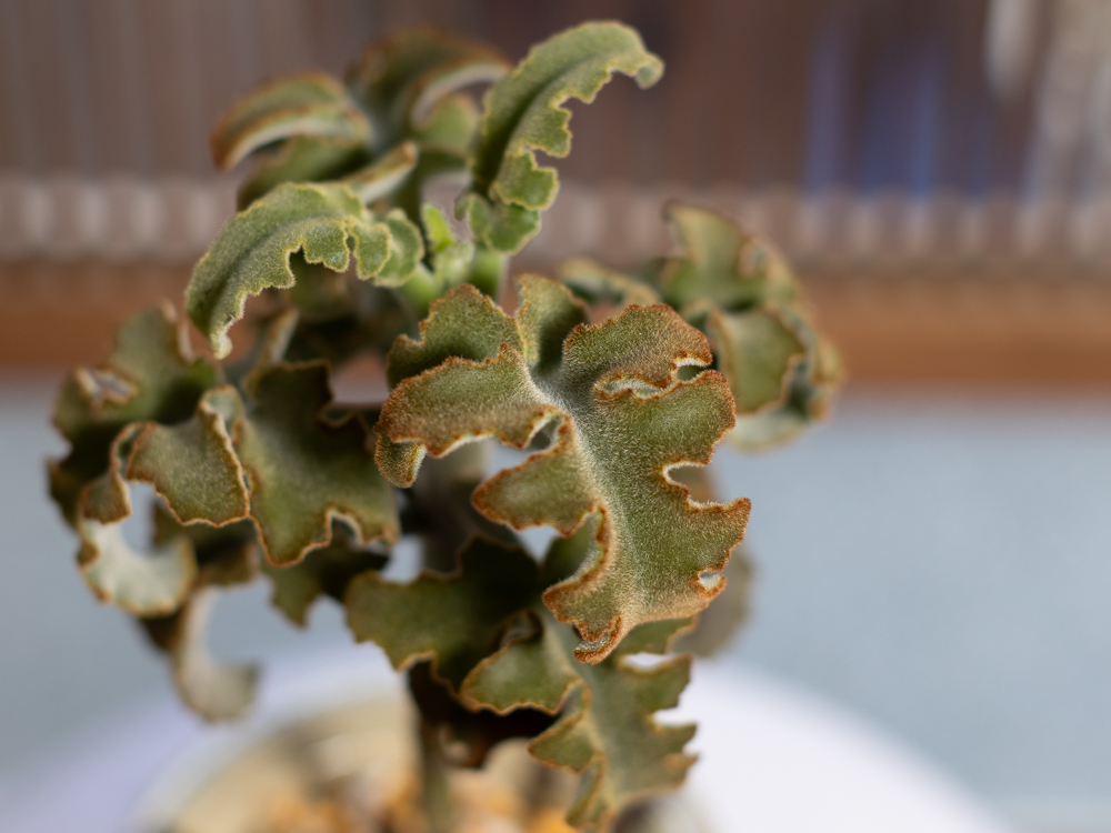 カランコエ・ベハレンシス