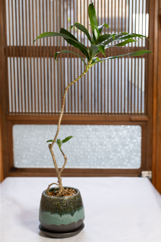 ドラセナ・コンシンネ