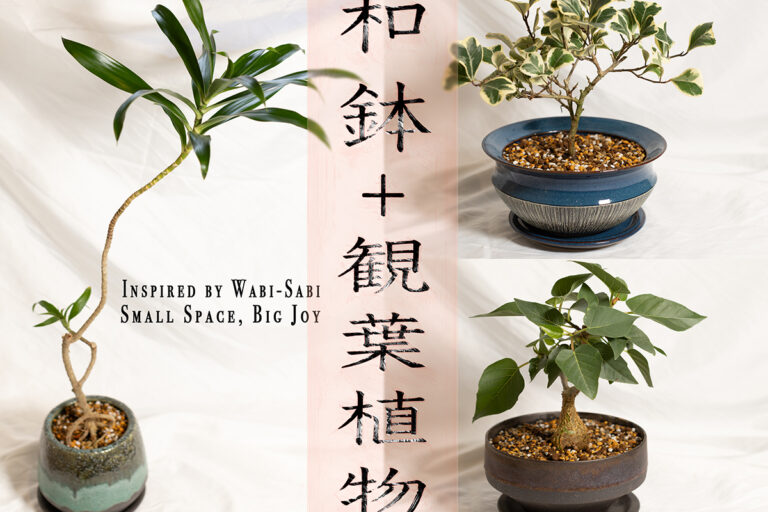 GWにおすすめ！ 小ぶりの観葉植物と和鉢で楽しむ、新生活のインテリアグリーン