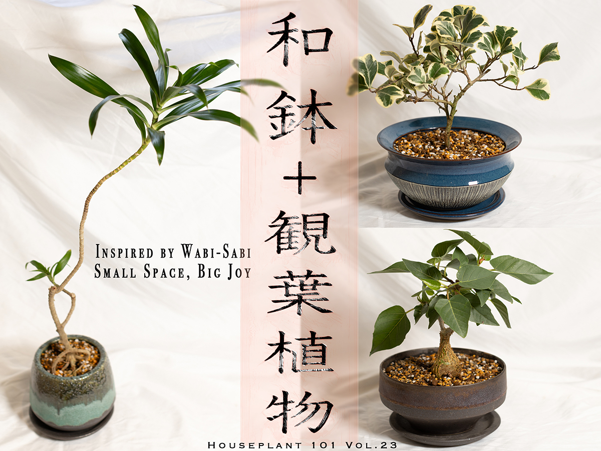 GWにおすすめ！ 小ぶりの観葉植物と和鉢で楽しむ、新生活のインテリアグリーン