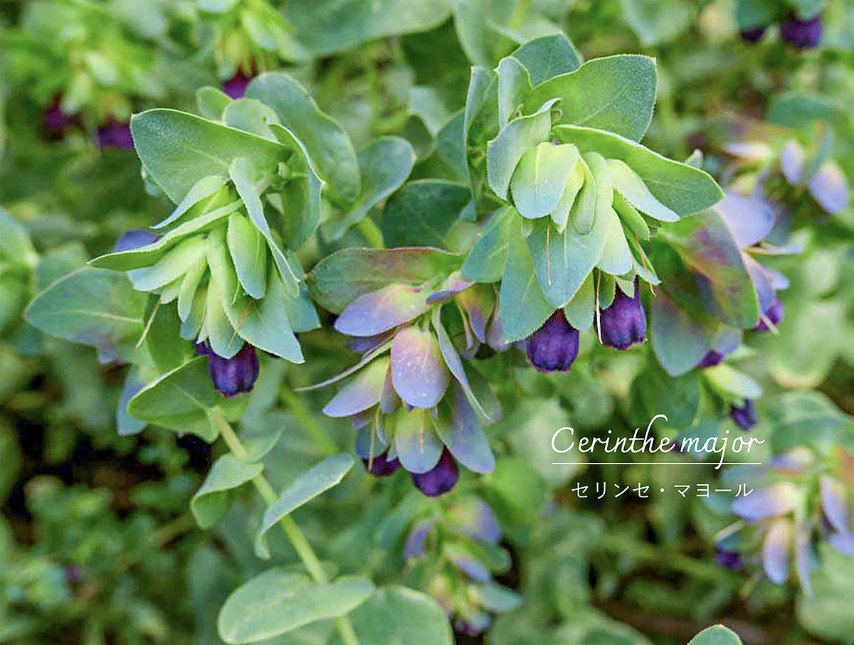 オシャレなのに初心者向き！ シックな花「セリンセ・マヨール」の育て方と冬越しのポイント