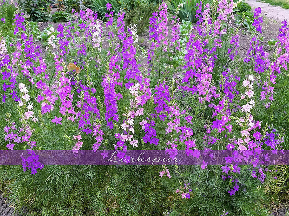 庭を格上げする「ラークスパー」の魅力。涼しげで上品な花を美しく咲かせる栽培のポイント