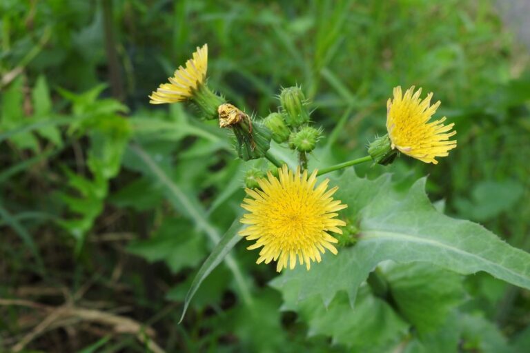 明るい黄色の花が咲く！ 身近なこの野草の名前は？【Let’s Try! 植物クイズ】
