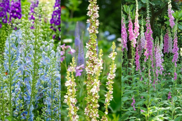 季節の花の3択クイズ！ イングリッシュガーデンに欠かせないジギタリスは次のうちどれ？