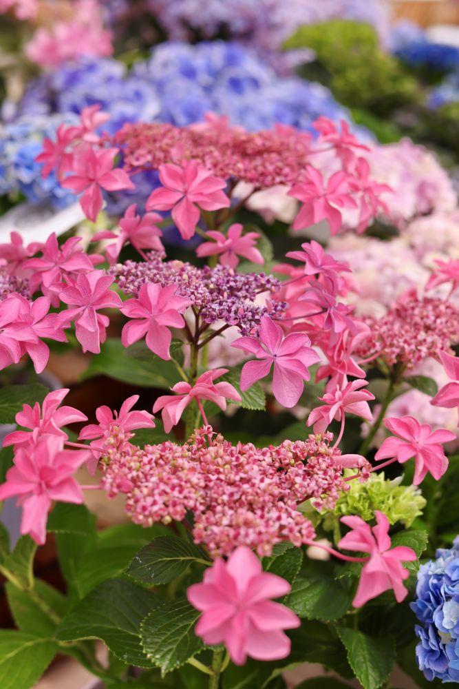 暁光園 ‘桜花乱舞’