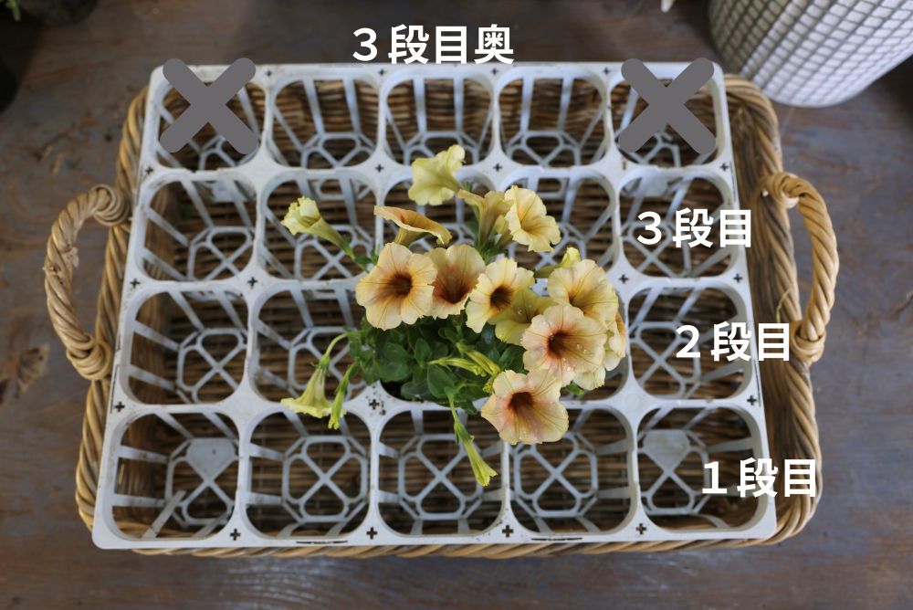 ハンギングの苗