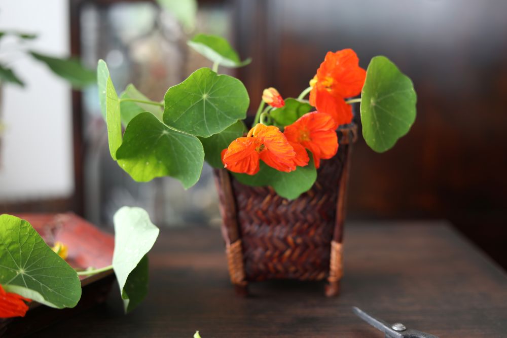 ナスタチウムの花を入れる