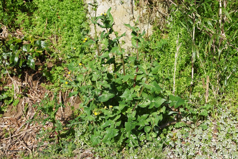 野草