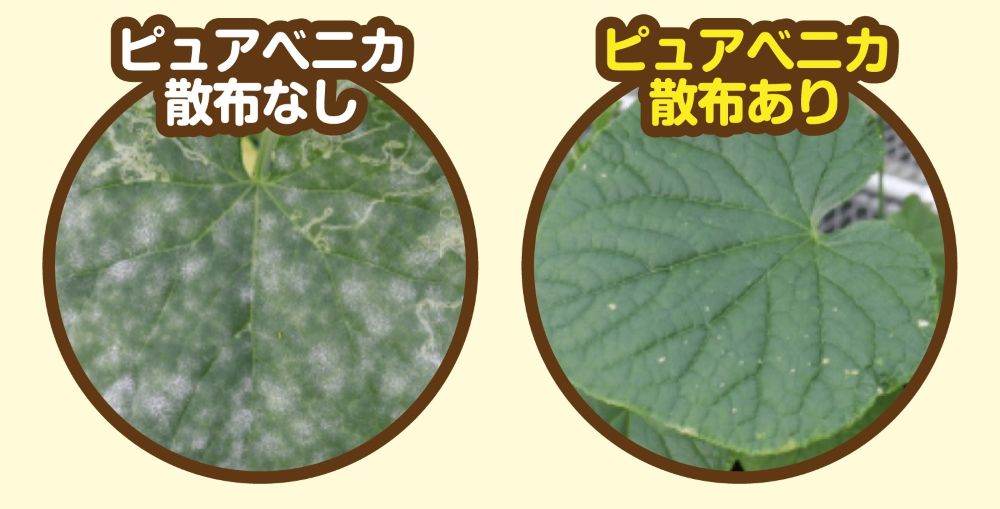 ピュアベニカ