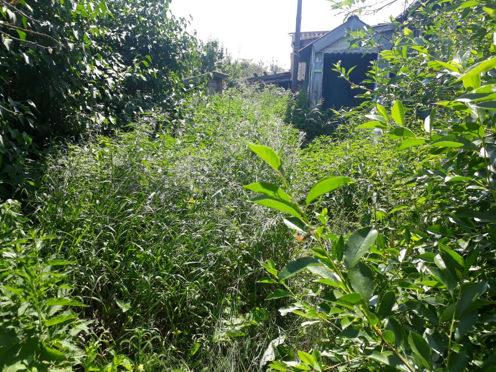 雑草