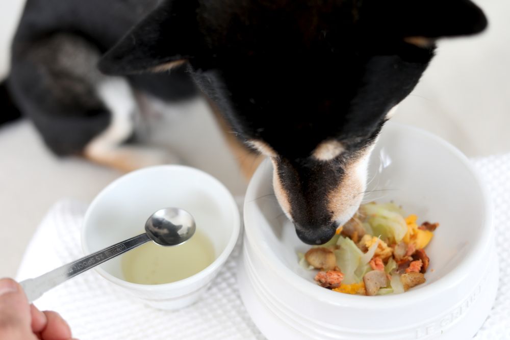愛犬の食事に