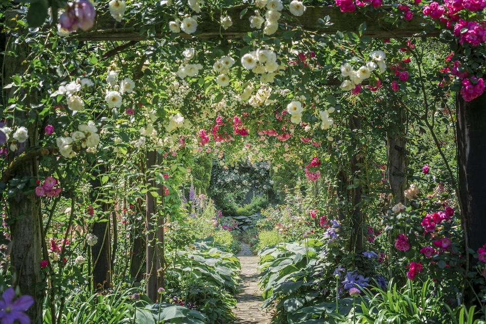 ACAO FOREST「ACAO ROSE FESTA 2026」