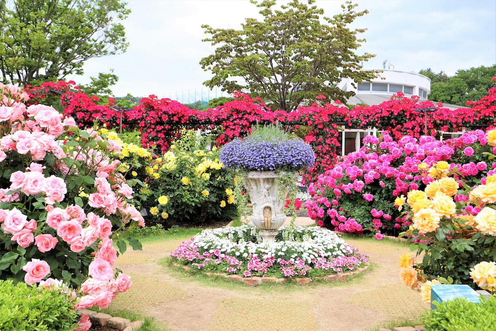 あしかがフラワーパーク「Rose Garden～春のバラまつり～」