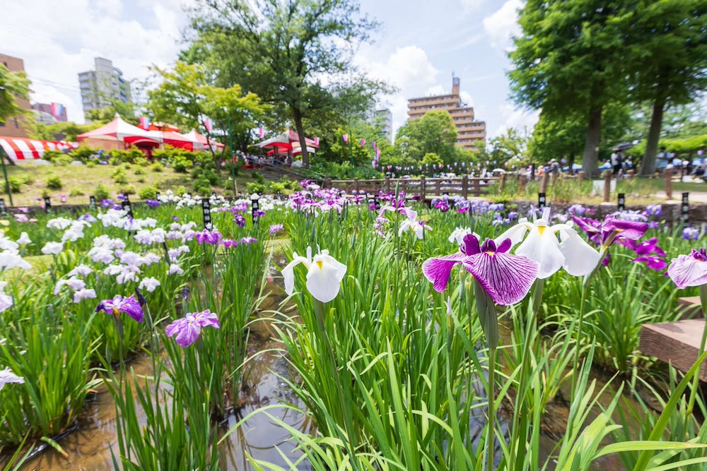 しょうぶ沼公園「しょうぶまつり」