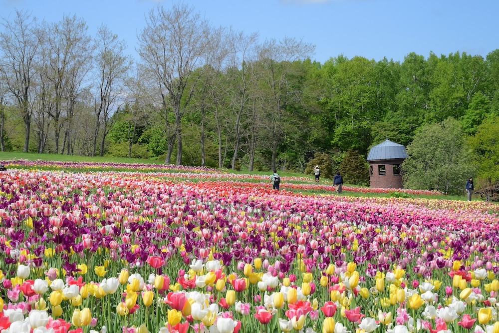 国営滝野すずらん丘陵公園「チューリップすずらんフェスタ」